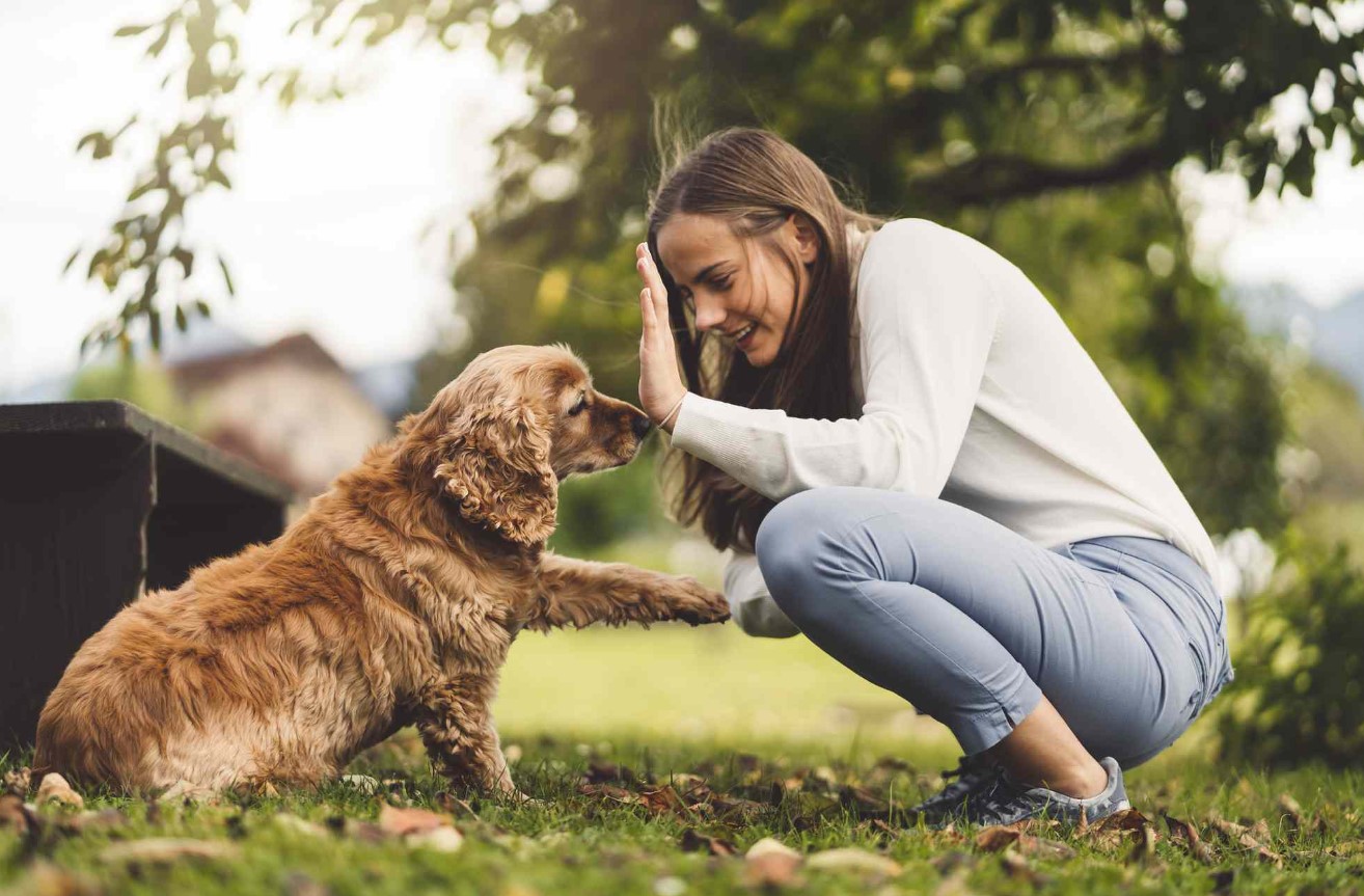 The Best Pet Insurance for Dogs in the USA 2024